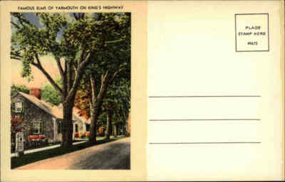 Postcard KANADA Canada ~1950 Famous Elms of Yarmouth on King`s Highway Postkarte