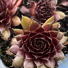 Sempervivum Havendijker Teufel | Hens & Chicks | Hardy Succulent