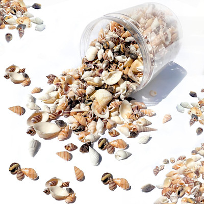 1300 PCS Natural Ocean Beach Spiral Seashells Mixed Tiny Sea Shells for Home Dec