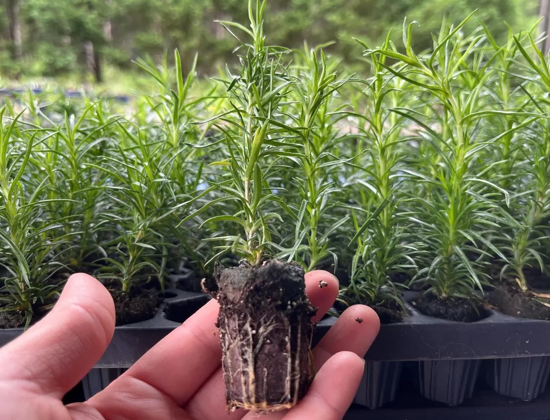 Set 2 Creeping Phlox Pink Fort Hill Starter Plant - 3-6" Tall Plug - Groundcover