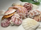 New! Natural Folded Scallops Pre Drilled Holes DIY Jewelry Making Crafting Lot — photo 9
