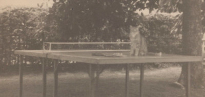 6O Photograph 1920-30's Kitty Cat Sitting On Ping Pong Table Tennis 