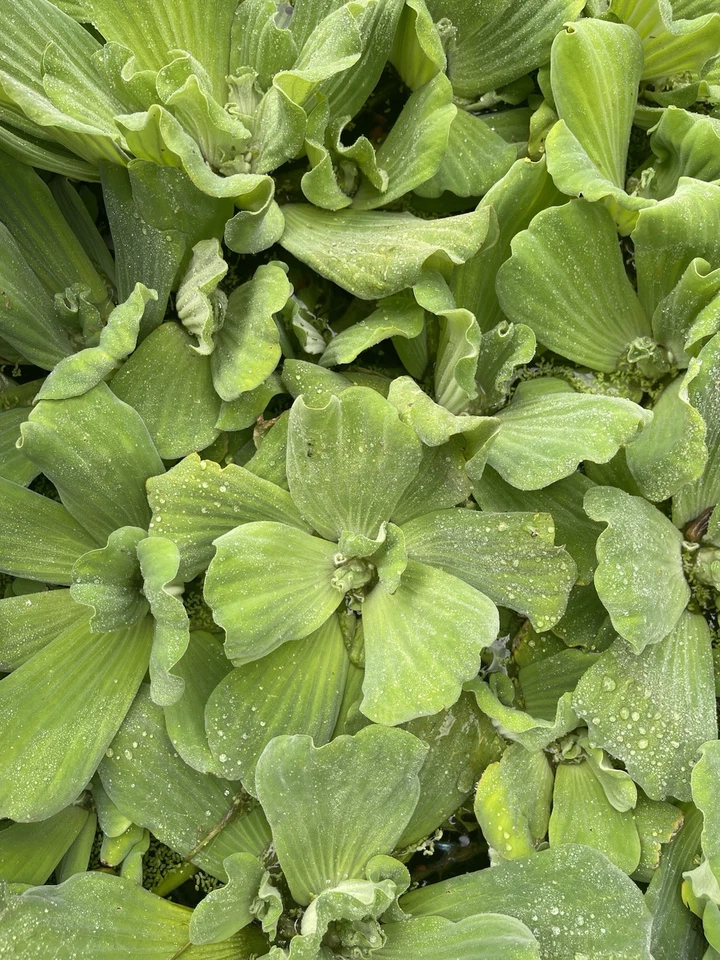 3 Bulb Water Lecttuce Live Floating Aquarium Plant Buy 2 Get 1 Free - Image 3 of 4