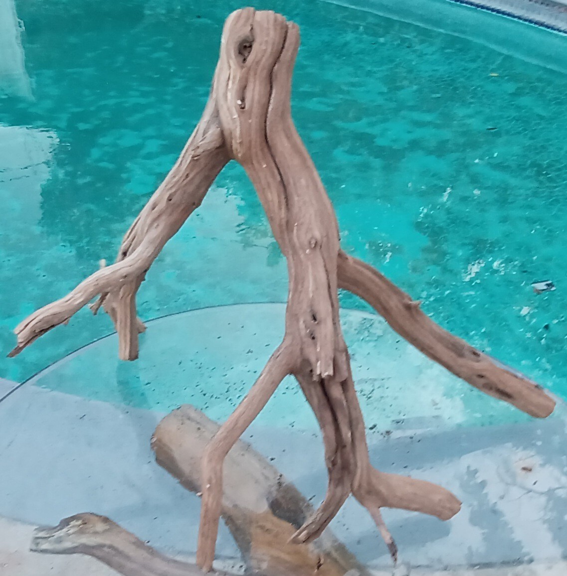 Large Driftwood Manzanita terrarium aquascape Stump 25"×27"×19" Falak