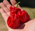 Red Scotch Bonnet Hot Pepper Seeds - 25 Seeds