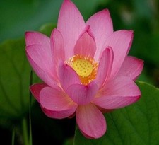 Lotus Pink Absolute Pure Essential Oil - 30 ml + Free Carrier oil 10 ML