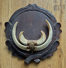 ALTE WILDSCHWEIN TROPHÄE  KEILER HAUERN & HADERRERN 140 Kg. KEILER