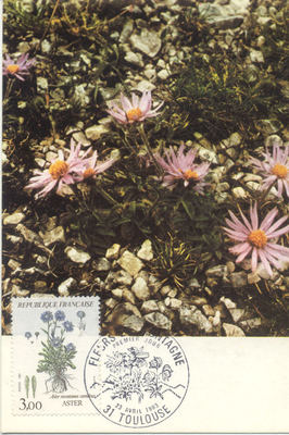 Karte 1. Tag TOULOUSE 23.04.1983 Die Aster Blumen der Pyrenäen gestempelt