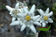 echtes Edelweiß, Leontopodium alpinum, Liebhaberpflanze