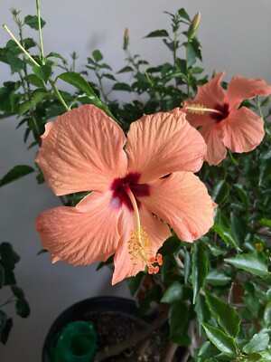 Hibiskus Cairo Apricot Ableger Stecklinge mit Wurzelknospen 