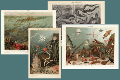 4 Antique Lithographs Aquarium, Deep Sea Life, Annelids, Algae 1899