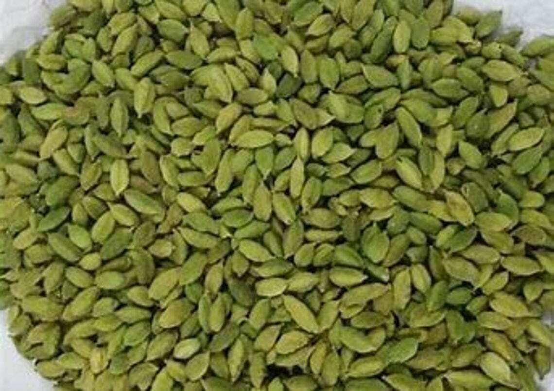Biologique Vert Cardamome Pots à Bille ( Choti Elaichi) + De Inde