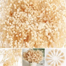 4000 Mini Dried Baby's Breath Flowers - 65 Pcs Pressed Real Natural Gypsophi...