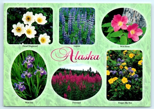 Alaska Flowers Dogwood Lupine Wild Iris & Rose Fireweed Forget-Me-Not Postcard - Picture 2 of 4