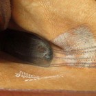 Picture 9 of 9
