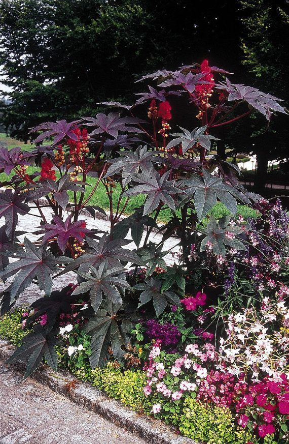 clary plant Clary Sage Seeds (Organic)