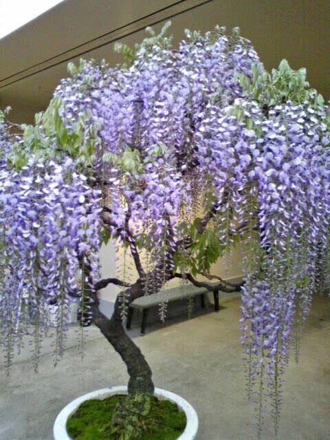 10 Purple Wisteria Bonsai Tree Seeds Highly Prized Flowering Bonsai | eBay