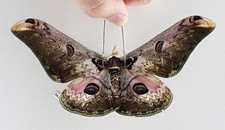 SA28323. Unmounted butterflies: Saturnia lesoudieri. North Vietnam.