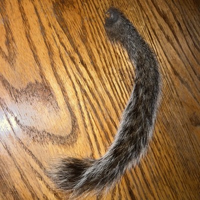 Squirrels Tail All Natural Organic 100% real