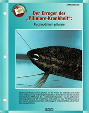 Die "Pillulare-Krankheit" Piscinoodinium pillulare / Aquariuminfokarte