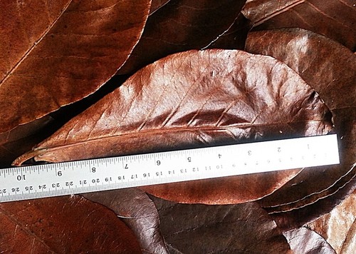 BIG size 9" x 15 Pcs Ketapang Catappa Indian Almond Leaves Shrimp Betta Discuss - Picture 3 of 6