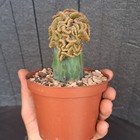 Foto 19 di 24