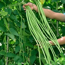 20g/60pcs Yardlong Bean Seeds, Asian Long Bean String Bean Seeds /