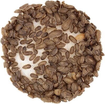 100ct Small Live Dubia Roaches Organically Raised   Cricket Alternative