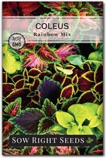 - Coleus Rainbow Mix Seeds for Planting - Beautiful Flowers to Plant in a Home G