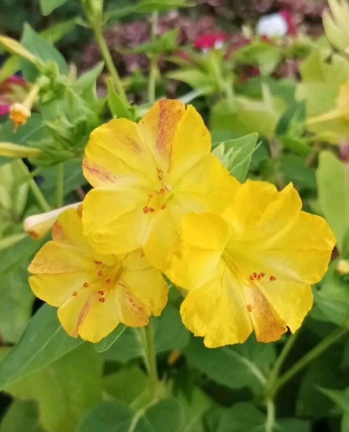 50 Samen Wunderblume Mirabilis jalapa Bunte Mischung Duftende Blüten Staude  - Bild 4 von 4