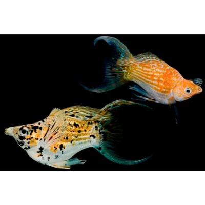 wallpapers Balloon Fish Molly neon butterfly lyretail balloon mollies live tropical aquarium fish molly ebay