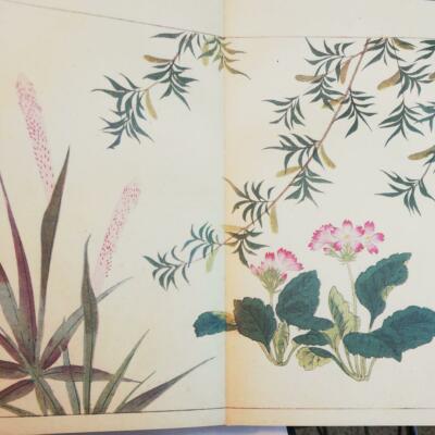 原画　『flower, s.』 HOITSU SAKAI Seasonal Flowers Illustration Art Book SHIKI NO