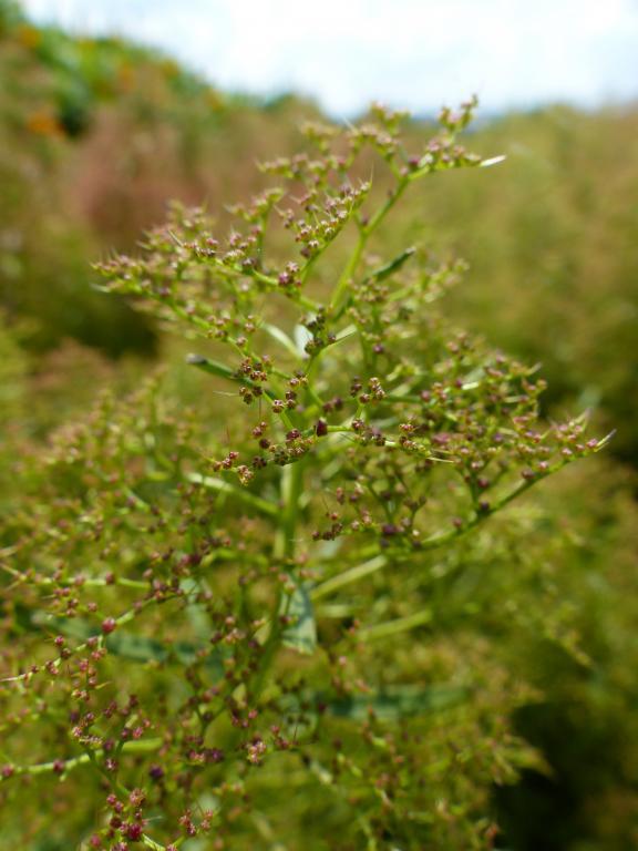 Model Railway Décors / Trees Seafoam (Aristata Teloxys) Make Your Own