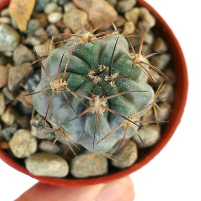 Gymnocalycium glaucum (Catamarca, Argentina) 200 bluish body CACTUS | eBay