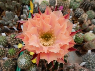 Echinopsis Hybride MANHATTAN STRAWBERRY Mutterpflanze ca 22 x 8 cm