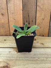 🌿 Meadow Arnica Plant – Traditional Herb for Bruises in