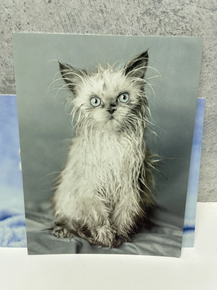 Cat Kitty Cards Rachael Hale Leanin’Tree With Envelopes Duplicates - Image 4 of 4