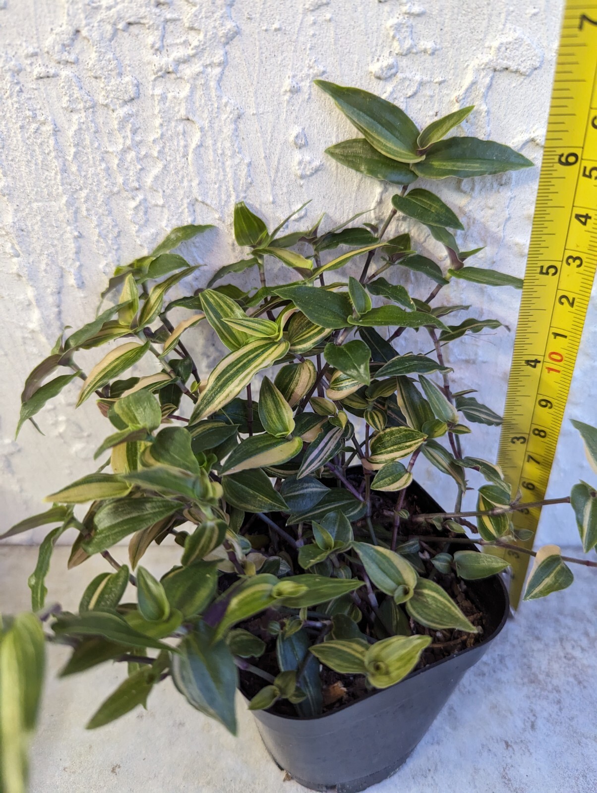 Variegated Bridal Veil Plant Rooted in 2.5" Pot Beautiful & Full eBay