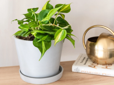 zz plant indoor care ZZ Plant: Easy Live Houseplant - (6 Pot)  Easy Plant Care  Zamioculcas  Zamiifolia - Low Maintenance House Plant for Home & Office