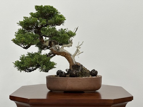Japanese Itoigawa Shimpaku Juniper Size M Estimated ( 45 Year Old)