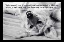 A Dog Doesn't Care If You Are Rich Or Poor Give Heart Refrigerator Fridge MAGNET