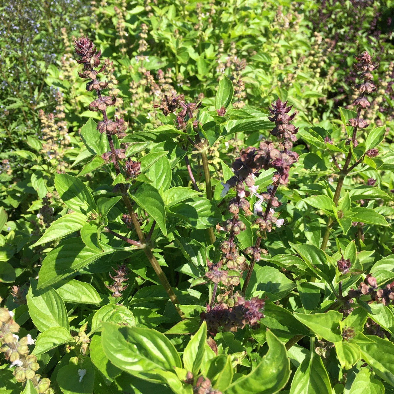 Albahaca persa ideal para cocina oriental Reyhan Sabzi