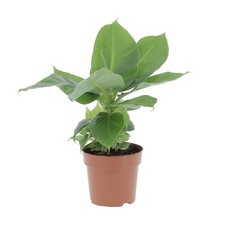 KENTIS - Pianta di Banano - Musa Acuminata Dwarf Cavendish - Piante da Interno