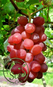ruby roman grapes price