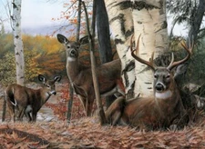 Autumn’s Majesty by Kevin Daniel Fine Art Print Deer Wildlife Buck Poster 16x20