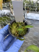 Diplocaulobium sp. from Papua miniature orchid species bloom size