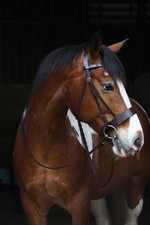Hunter Bridle with Plaited Leather Traditional English Horse Bridle with Reins