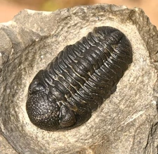 Trilobite Fossil, Phacops sp, from Morocco #2