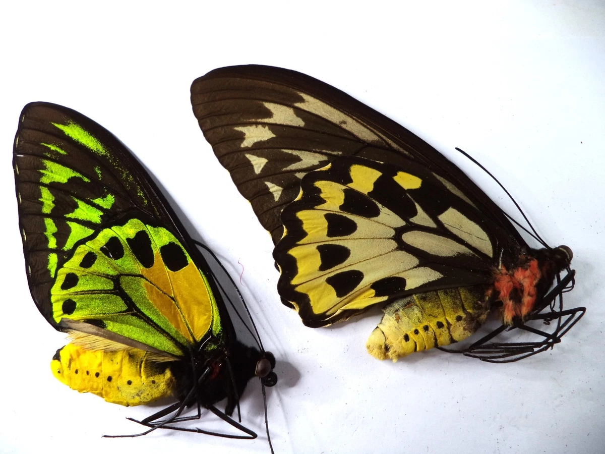 Ornithoptera Butterfly for sale | eBay