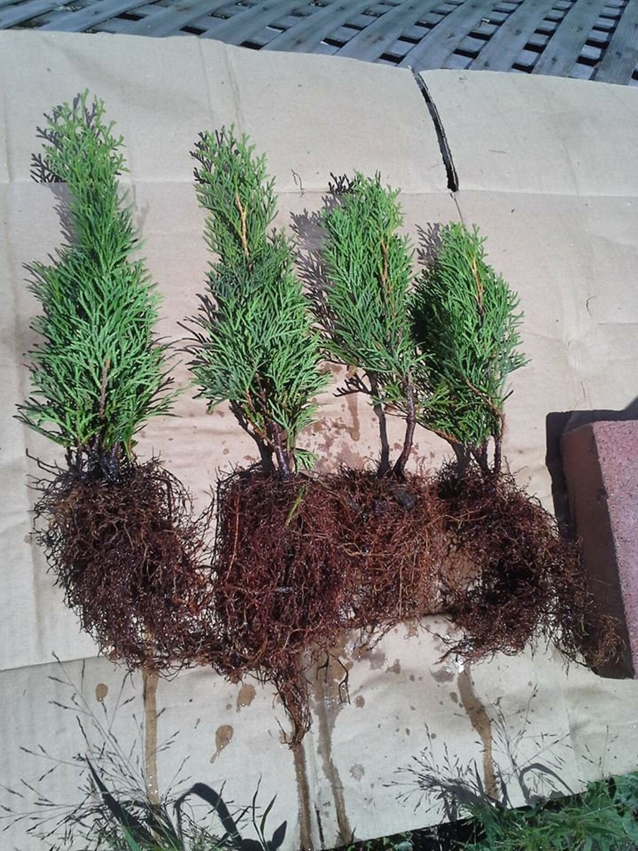 Lot of ~4~ Emerald Green Arborvitae Tree Thuja 3